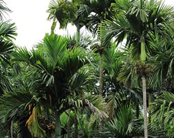 Baksa Farmer  Betel Nut Cultivation