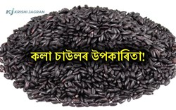 Black Rice! Know its Health Benefit