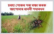 চৰহা পোকৰ পৰা ৰক্ষা কৰক আপোনাৰ ধাননী পথাৰখন