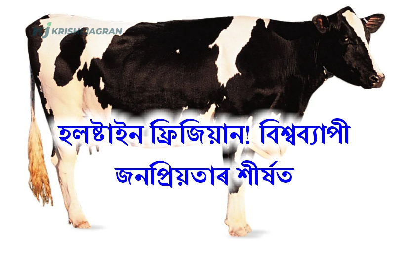 Holstein Friesian for dairy production