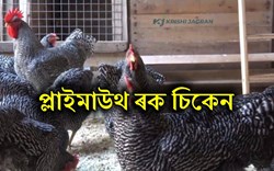 Plymouth Rock Chicken Farming