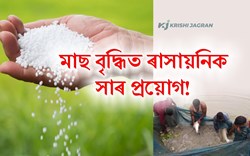 Chemical Fertilizer uses in Fish Farming