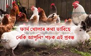 কুকুৰা ফাৰ্ম খোলাৰ  পূৰ্বে জানি লওঁক এইকেইটা কথা