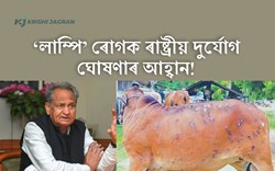 Ashok Gehlot Urges Centre to declare Lumpy as National Calamity