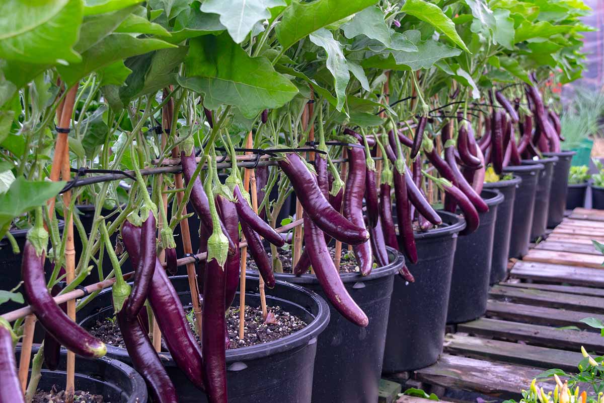 Brinjal Cultivation roof top in Tub