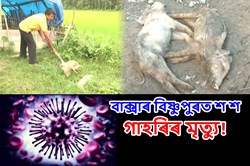Pig Swine Flue News Baksa