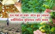 অক্টোৱৰ মাহতে বুটমাহৰ খেতি কৰিব পাৰি
