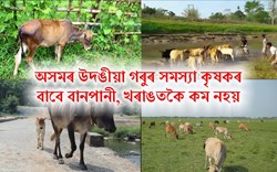 উদঙীয়া গৰুৰ সমস্যা