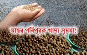 সুষমা: মীন পালকসকলৰ বাবে মাছৰ পৰিপূৰক খাদ্য!