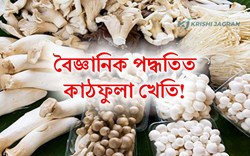 know how to do Mushroom farming?