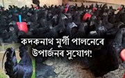 Kadaknath Farming: কদকনাথ মুৰ্গী পালনেৰে হওঁক লাখপতি!