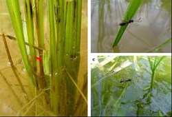 Paddy insect (1)