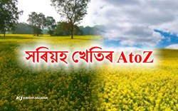 mustard cultivation