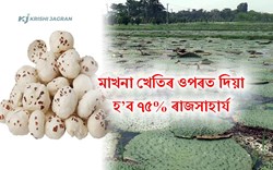 Makhana Development Scheme: 75% subsidy on makhna cultivation