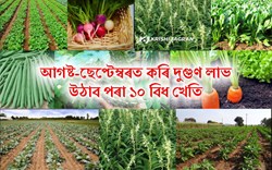 AUGUST-SEPTEMBER CULTYVATION