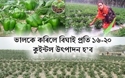 Capsicum CULTIVATION IN ASSAM-1