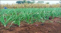 Onion cultivation (1)