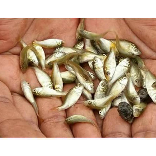 Fish Breed Production