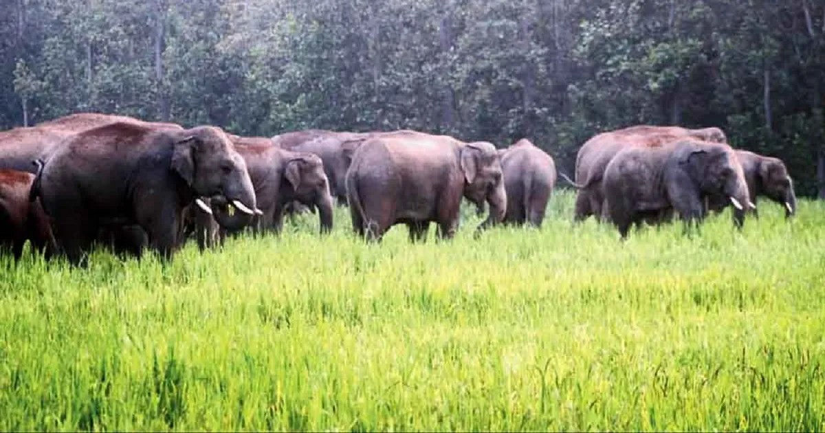 Elephant Destroyed Paddy Field