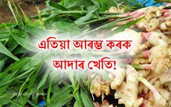 Ginger Cultivation! Profitable Business for Farmers
