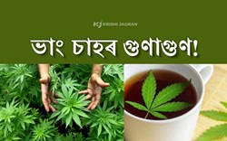 Health Benefit of hemp Tea