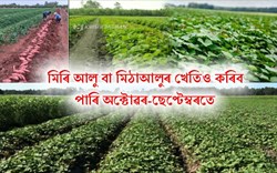 Sweet potato Cultivation