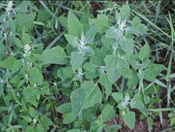 Benefits and uses of Jilimili / White Goosefoot