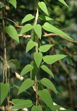 Benifit of Paederia foetida