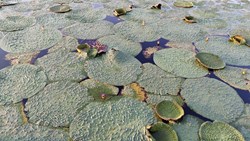 Subsidy on Makhana Cultivation by Bihar Government