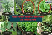 ঘৰতে খাবলৈ আপুনিও কৰিব পাৰে এই কেইবিধ খেতি