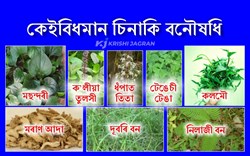 A few familiar herbs and its health Benefit