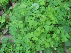 Health Benefit of  Common wood sorrel