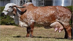 Gir Cow very beneficial for Milk Production