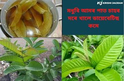 guava leaves benefits
