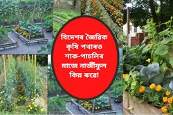 Why do plant Marigolds among vegetables in organic farms?