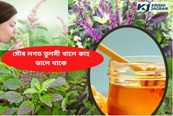 Health Benefits of Tulsi