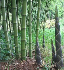 world bamboo day