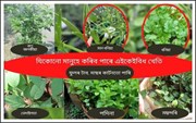 ঘৰতে খাবলৈ আপুনিও কৰিব পাৰে এই কেইবিধ খেতি