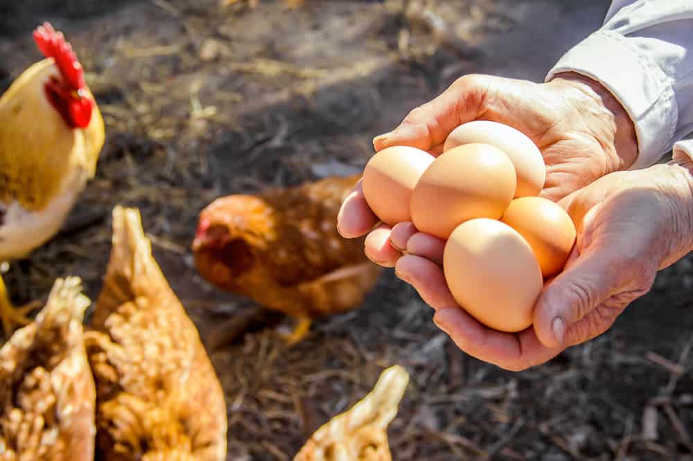 Know about Best breed of chicken for egg production