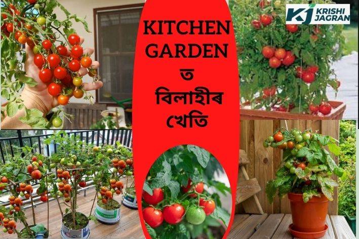 kitchen garden (পাকঘৰৰ বাগিছা)