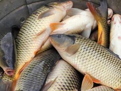 Nutritional value of fish and potential for fish production