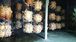 Mushroom Cultivation and its valu addition