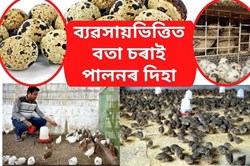 Commercial quail farming tips