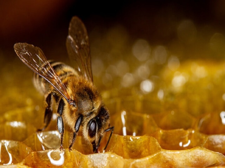 Italian Honey Bees Farming