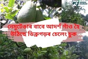 আপোনাৰ বাৰীত নেমুটেঙাৰ গছ আছেনে?  নাই যদি এজোপা ৰুৱক। 