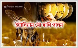 Italian Honey Bees Farming