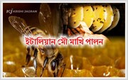 অধিক উৎপাদনৰ বাবে ইটালিয়ান মৌ মাখি পালন কৰক! অধিক উৎপাদনৰ বাবে ইটালিয়ান মৌ মাখি পালন কৰক!