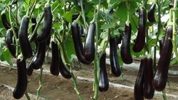 Brinjal Cultivation Guide