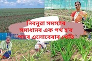 কিদৰে কৰিব এলোবেৰাৰ খেতি