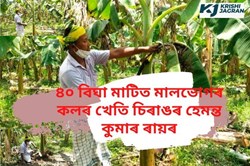 Banana cultivation